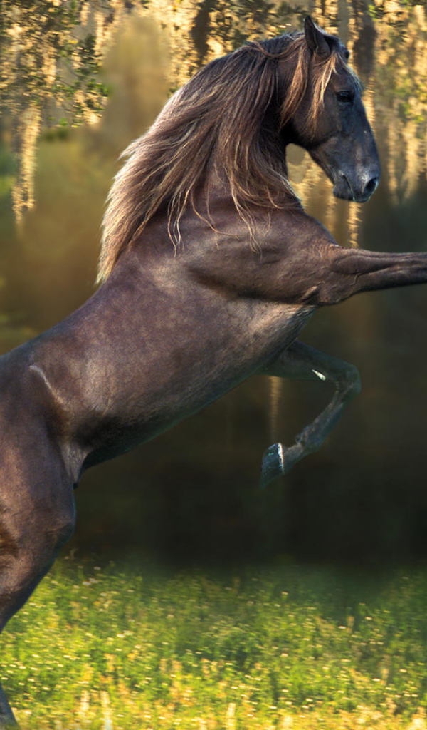 Красивые породы лошадей