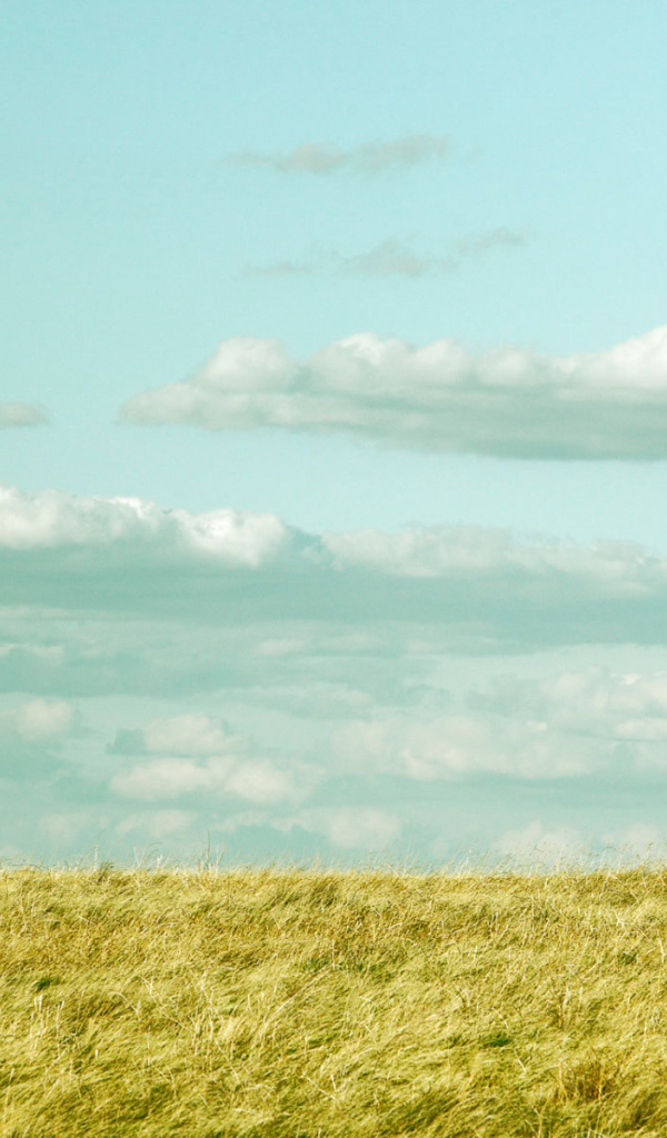 Красивая лошадь в поле