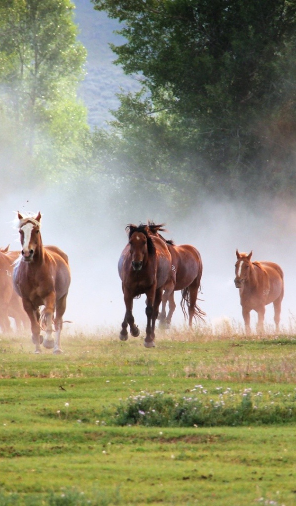 Большой табун лошадей