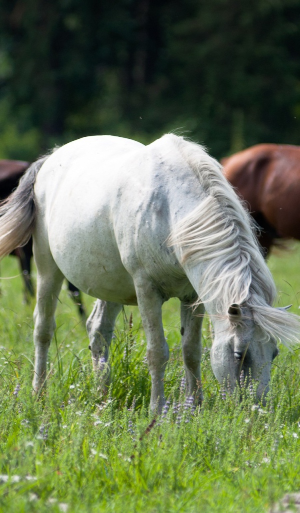 Крупные лошади
