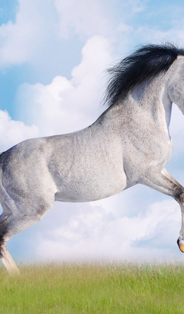 Черно белая лошадь