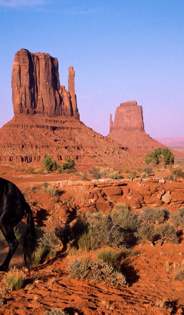 Чёрная лошадь на дыбах