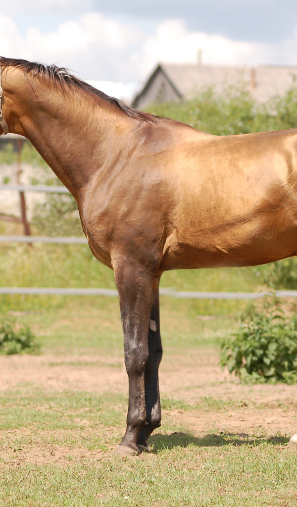 Буденновская лошадь