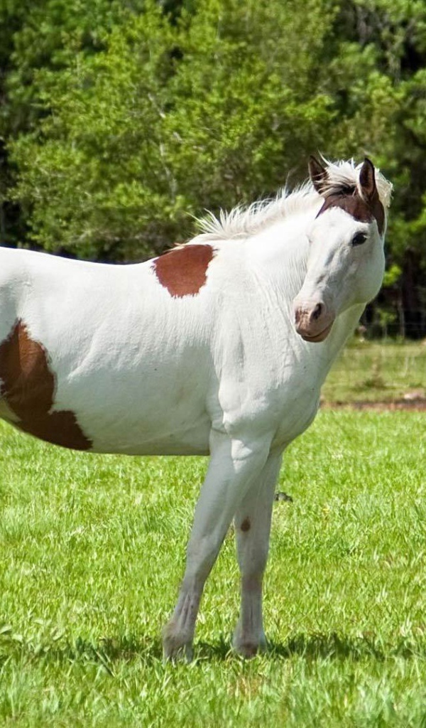 Цветная лошадь