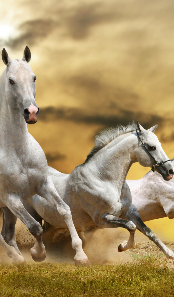 Страна лошадей