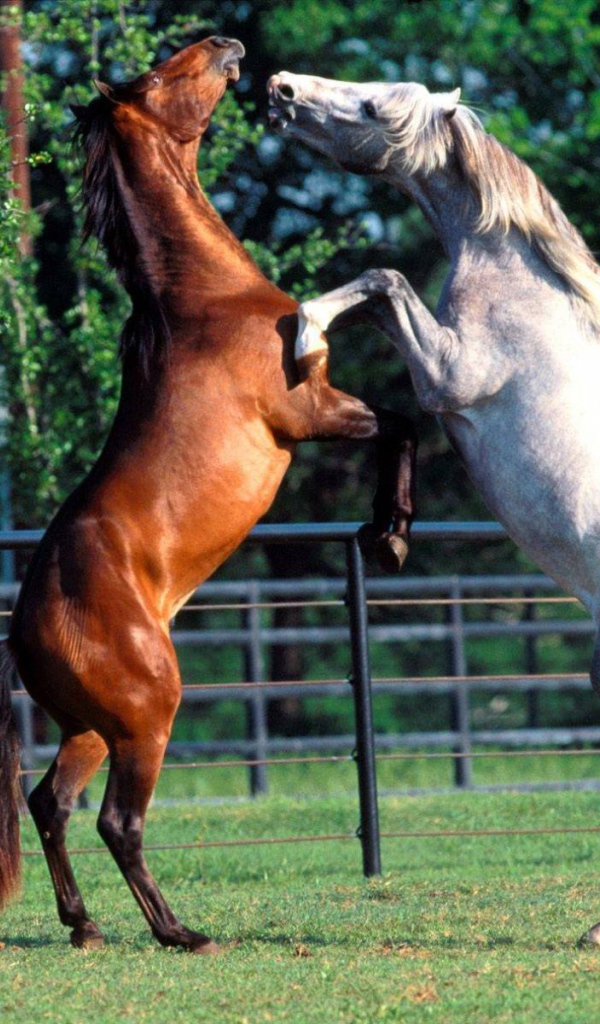 Танцы лошадей