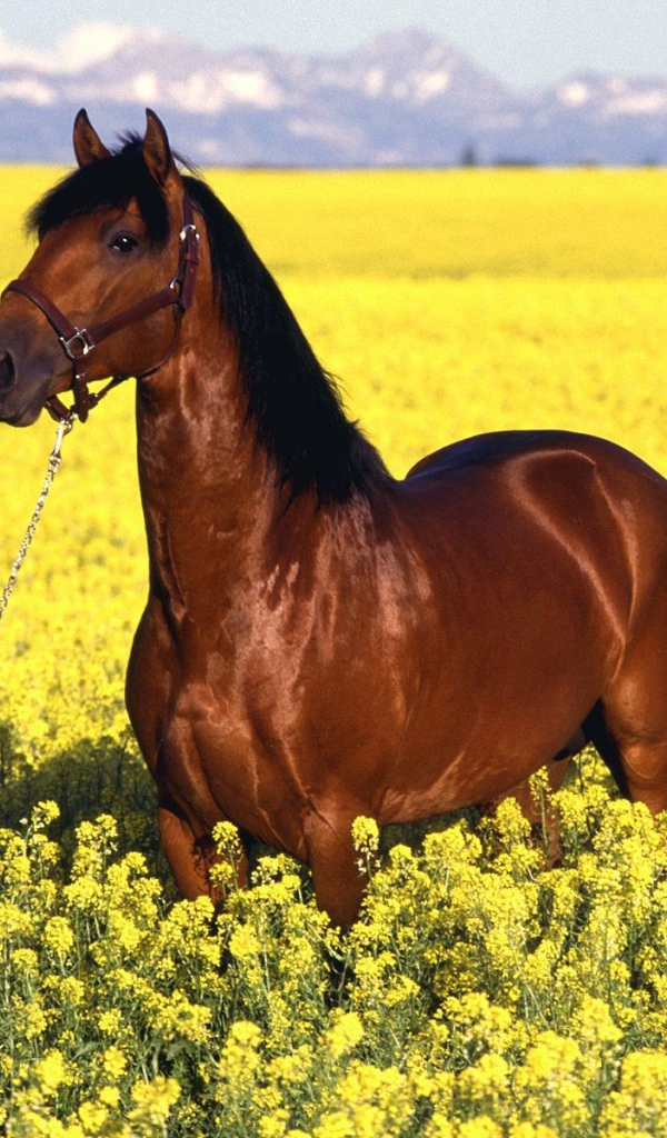 Гнедая лошадь на желтом поле