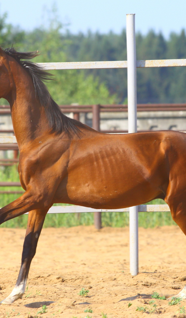 Донская лошадь