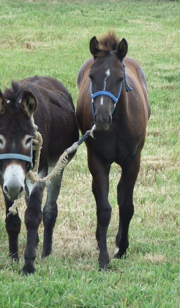 Осел и лошадь