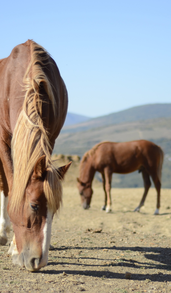 Прекрасные лошади