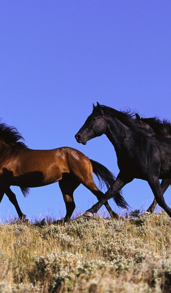 Четыре лошади