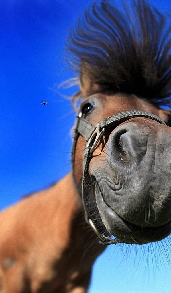 Лошадь смешная