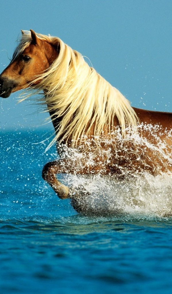 Лошадь рыжая