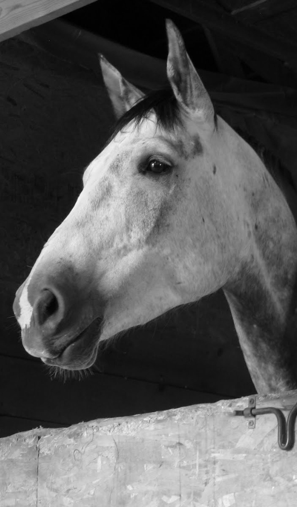 Загнанная лошадь