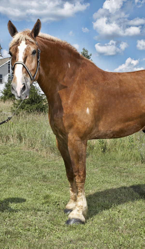 Высокая лошадь