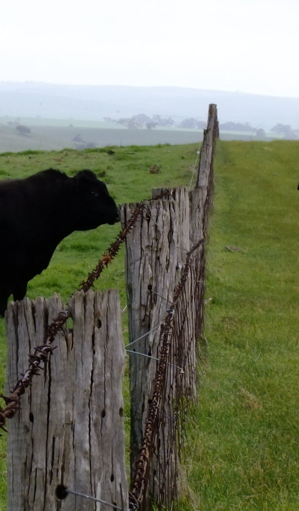 Лошадь и бык