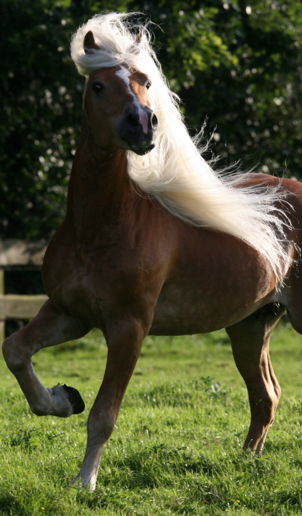 Лошадь домашняя