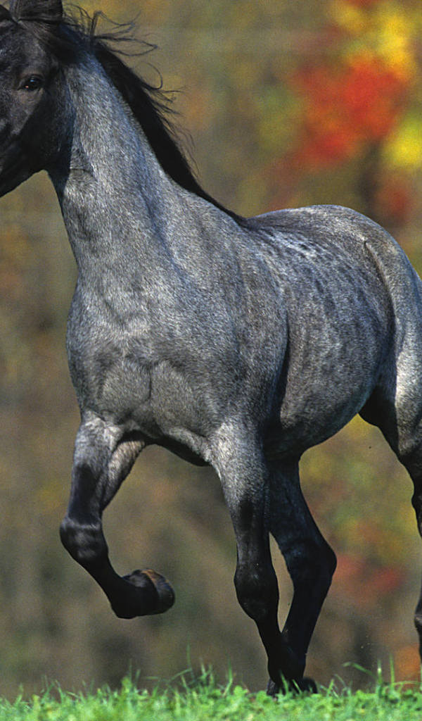 Лошадь летом