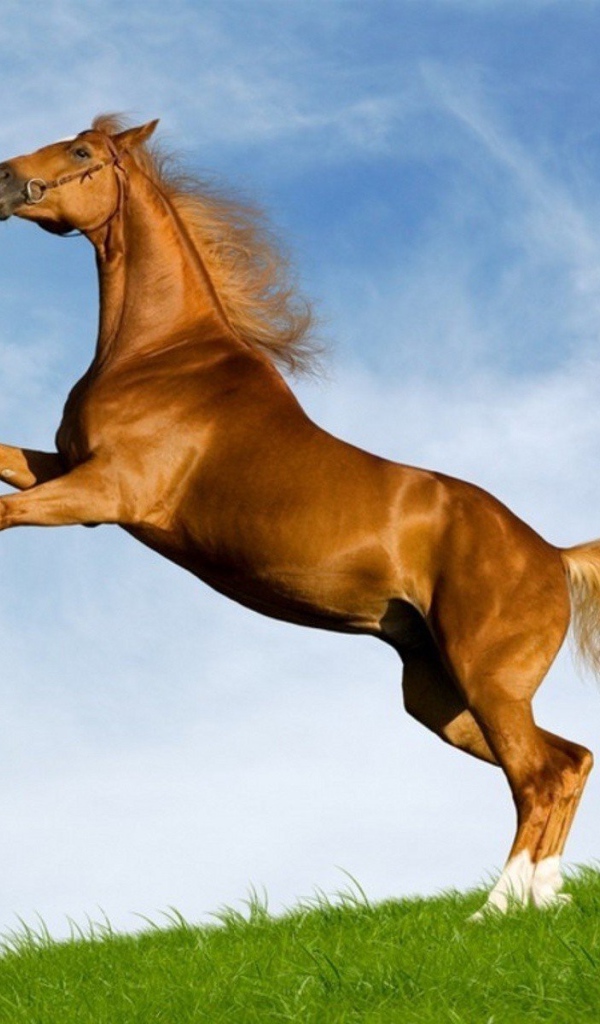 Лошадь моей мечты