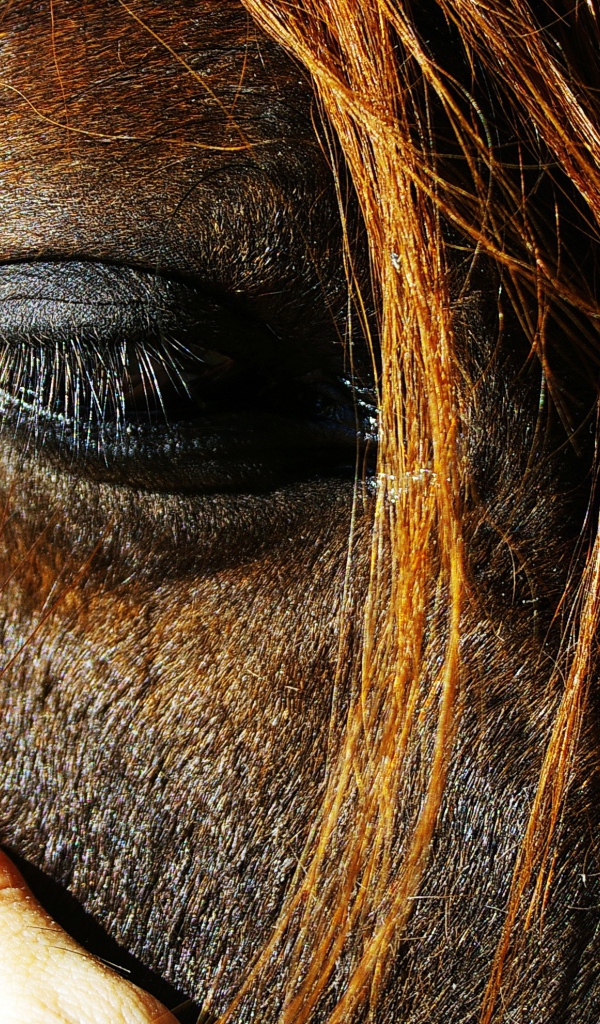 Глаза лошади