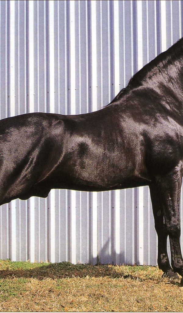 Выставка лошадей