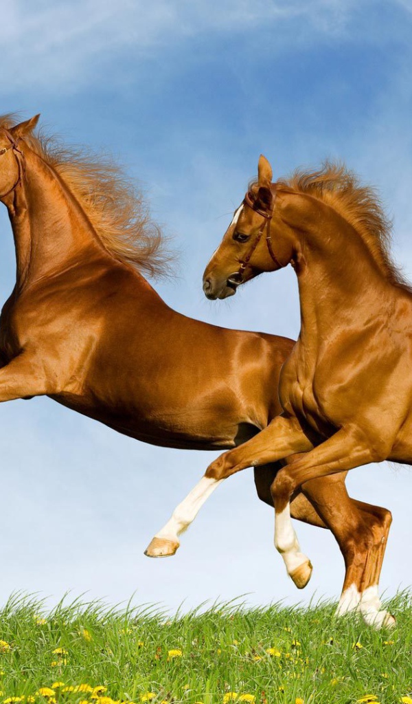 Лошади красивые