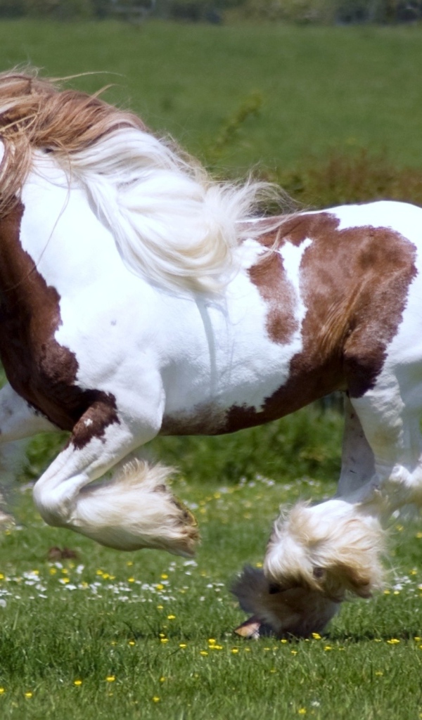 Тяжеловозные лошади