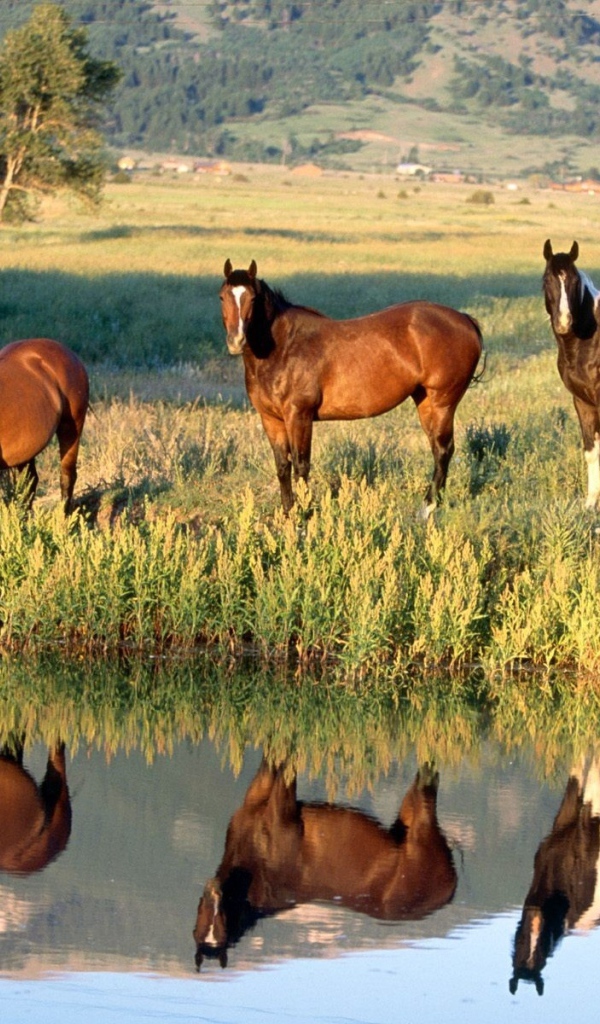 Лошади у ручья