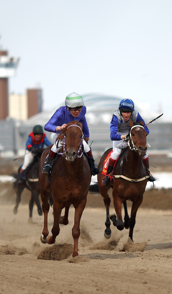 Лошади скакуны