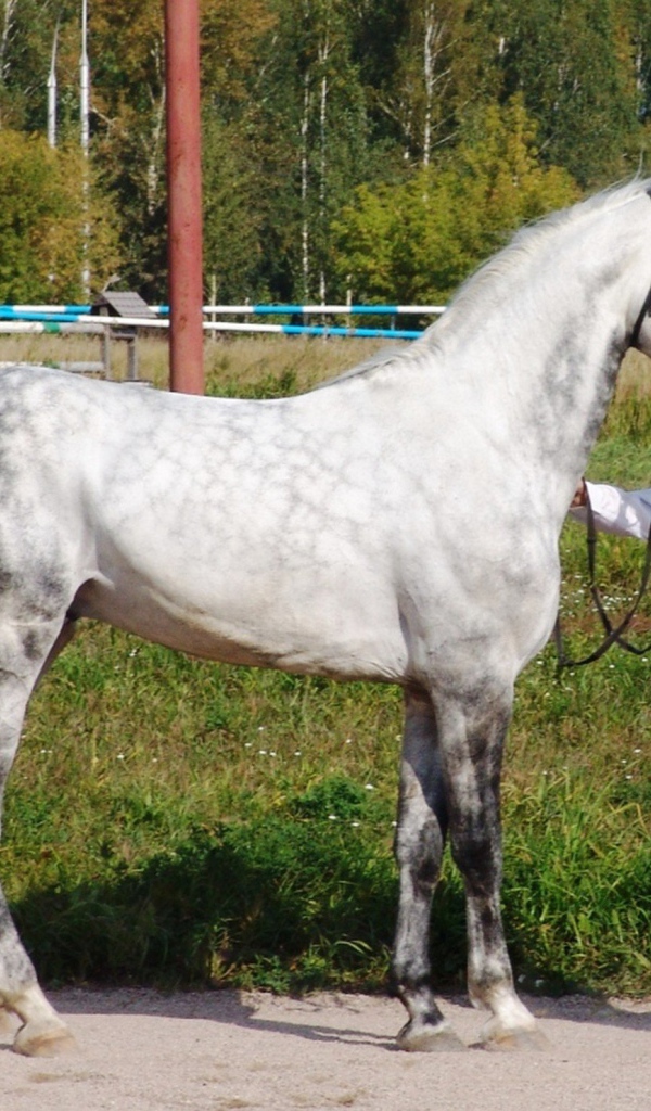 Лошади рысаки