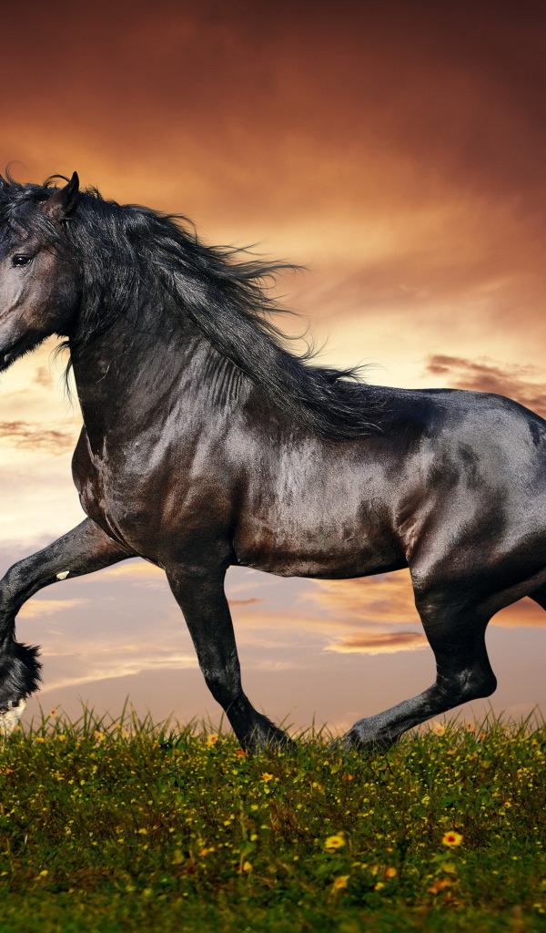 Хвост лошади