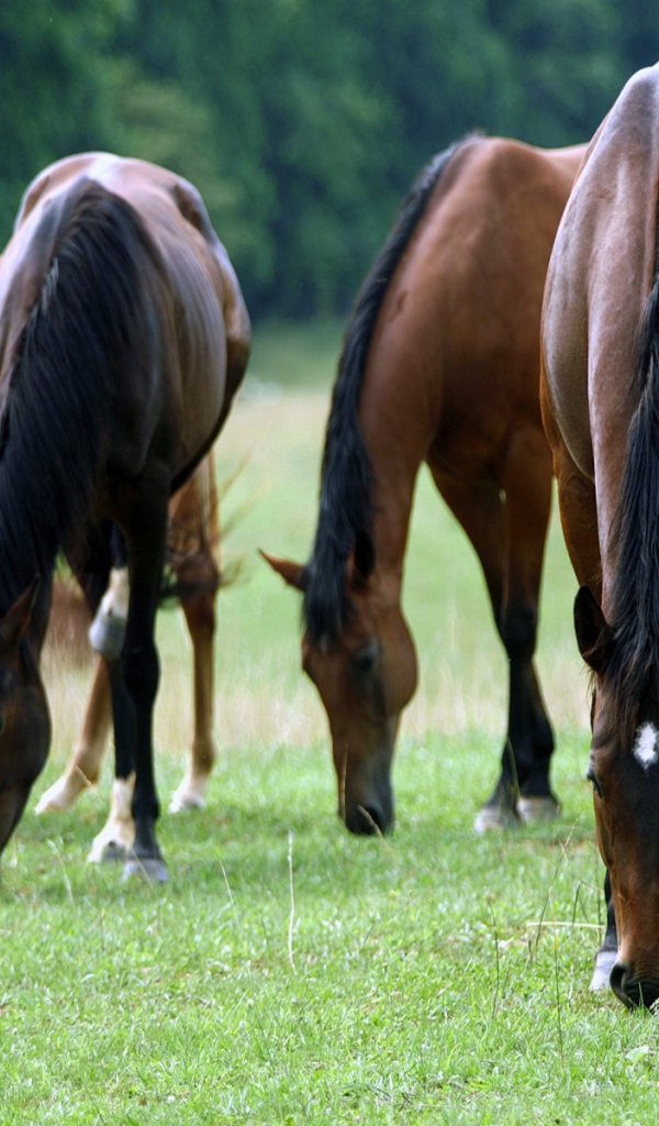 Большие лошади