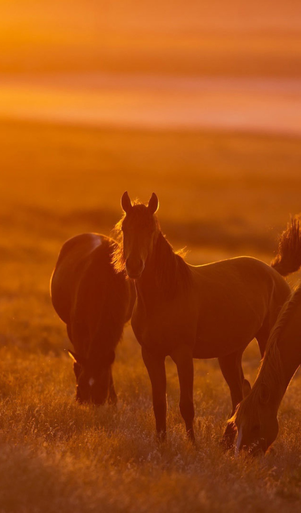 Легкие лошади