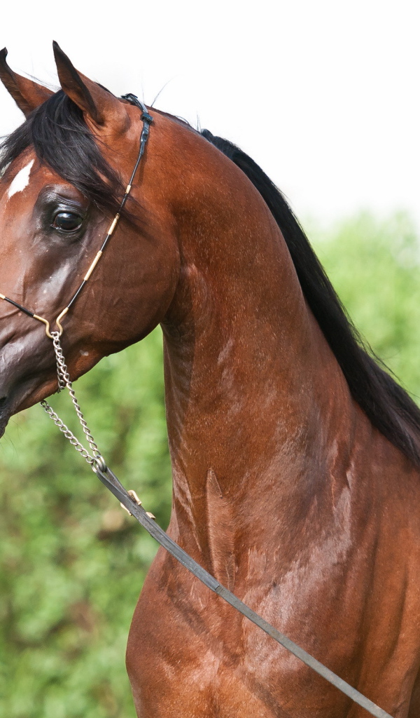 Маленькая лошадь