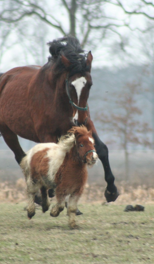 Мини лошади