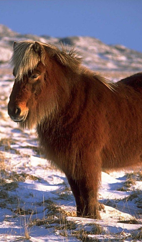 Карликовая лошадь