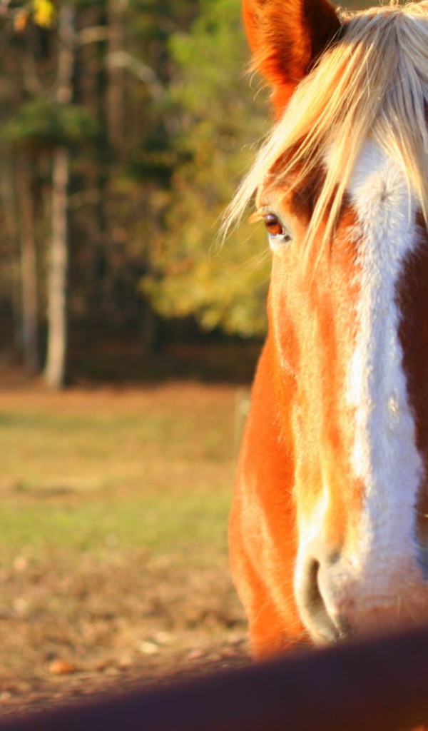 Чудо лошадь