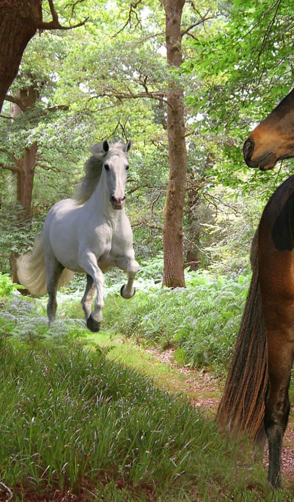 Самые красивые лошади