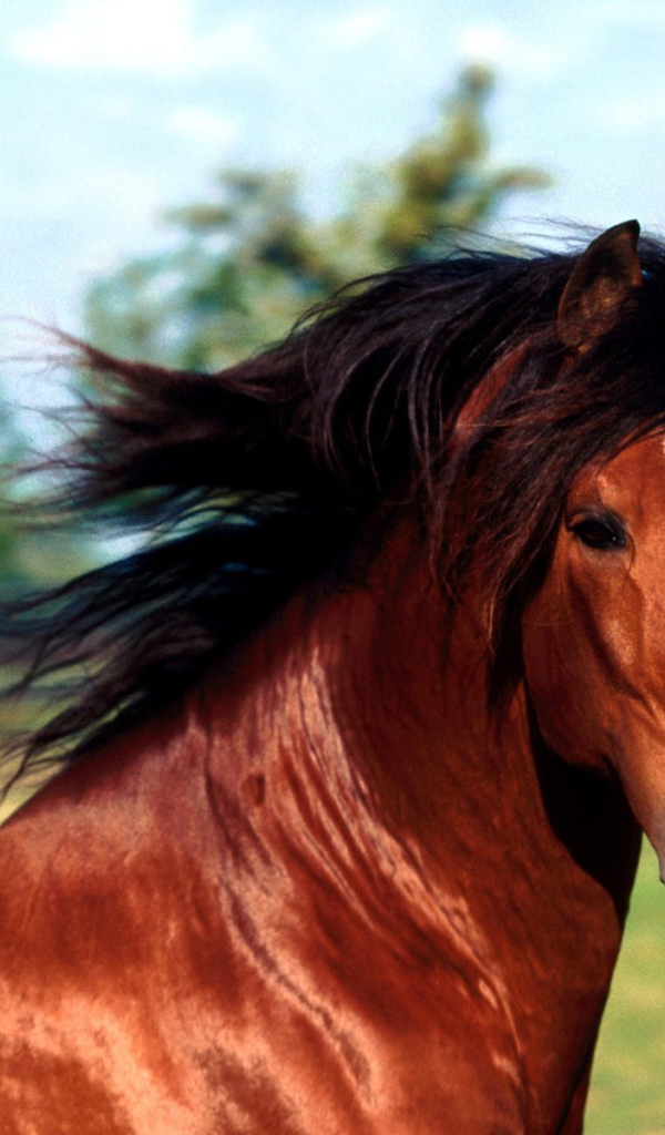 Изображение лошади