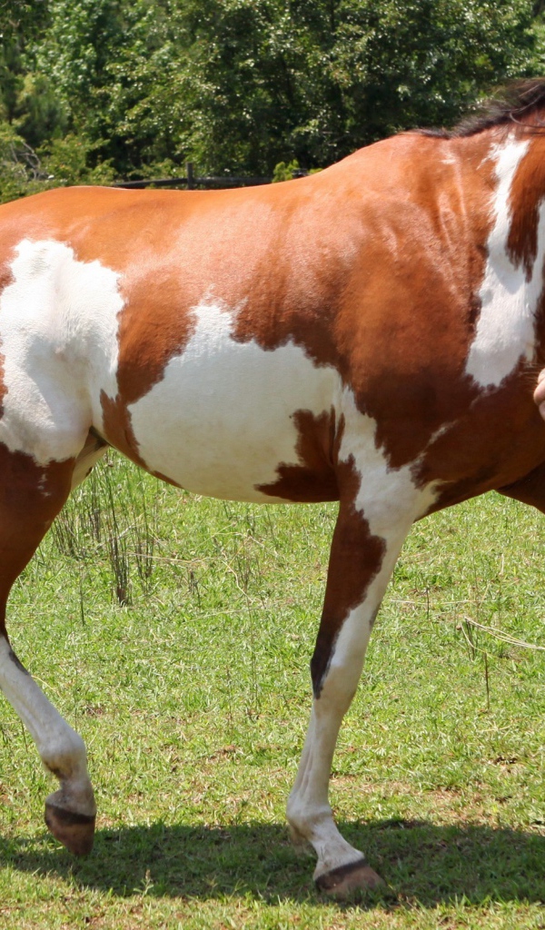 Пегая лошадь танцует