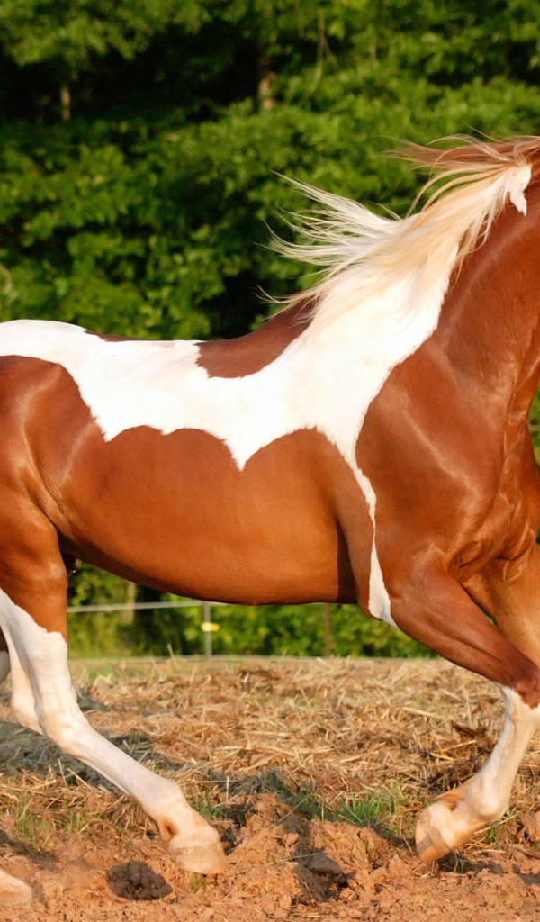 Верховая лошадь