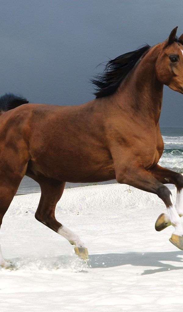 Бегущая лошадь