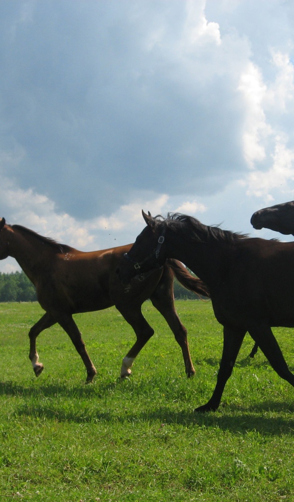 Русские породы лошадей