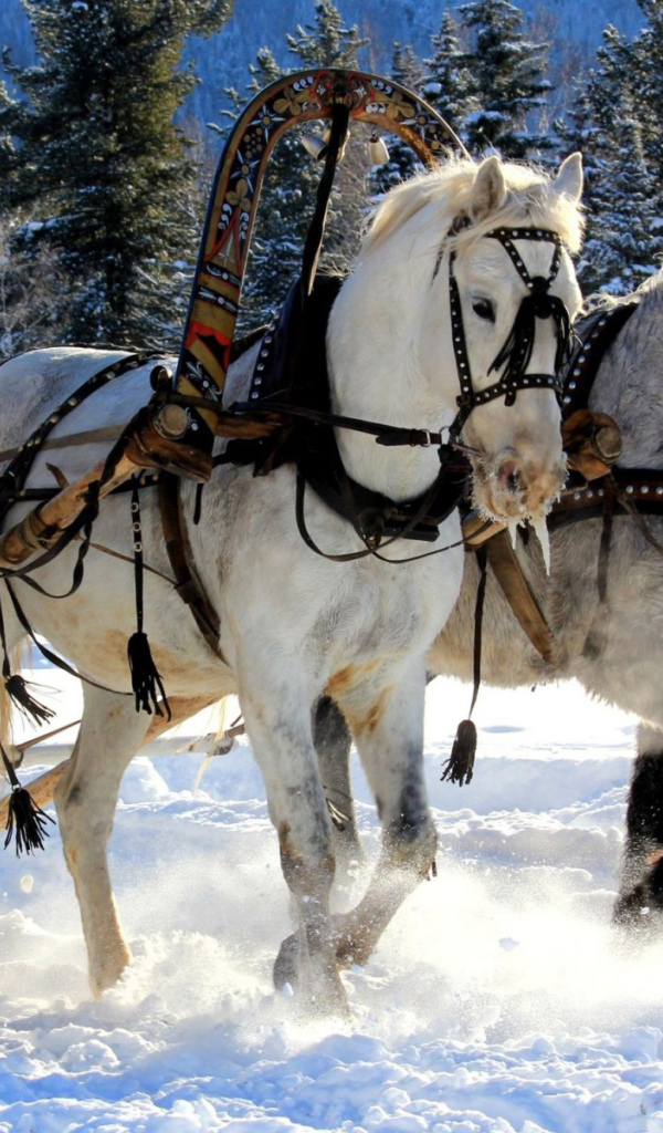 Русская лошадь