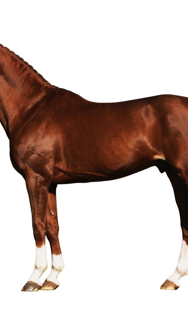 Подкованная лошадь