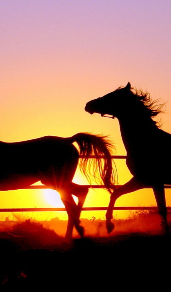 Силуэты лошадей