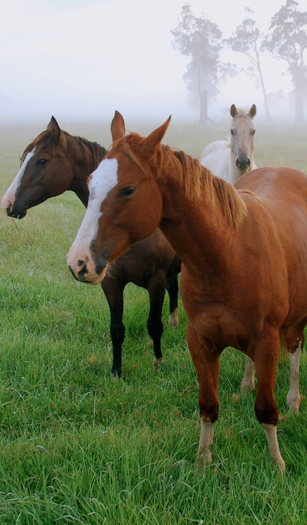 Маленькие лошади