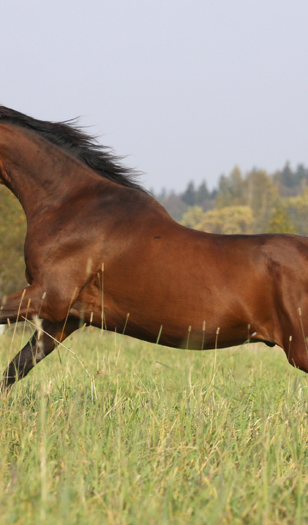 Умная лошадь