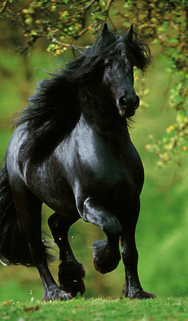 Испанские лошади