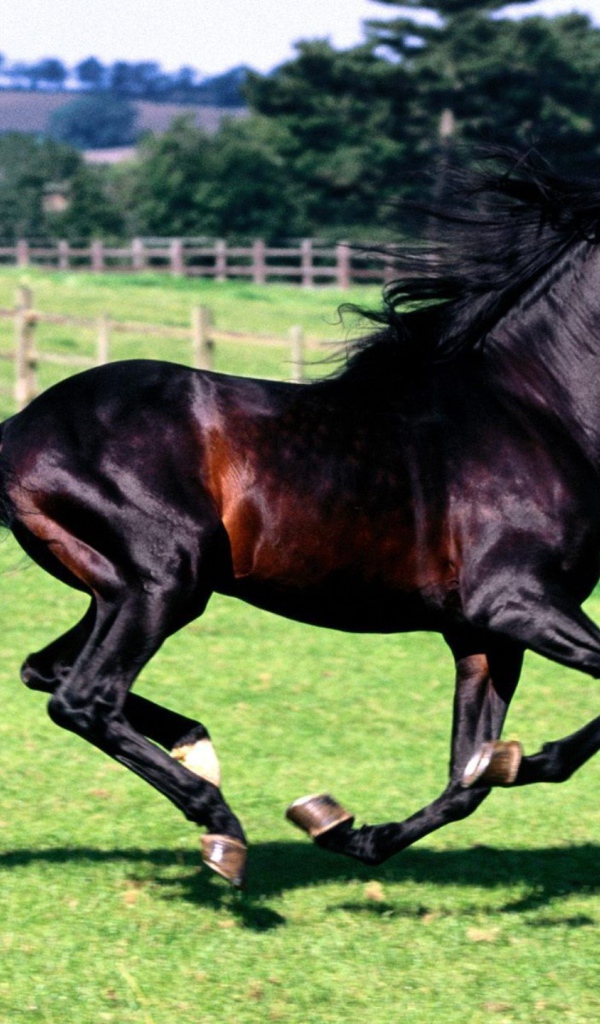 Спортивные лошади